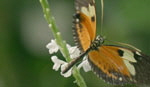 button_Schmetterlinge